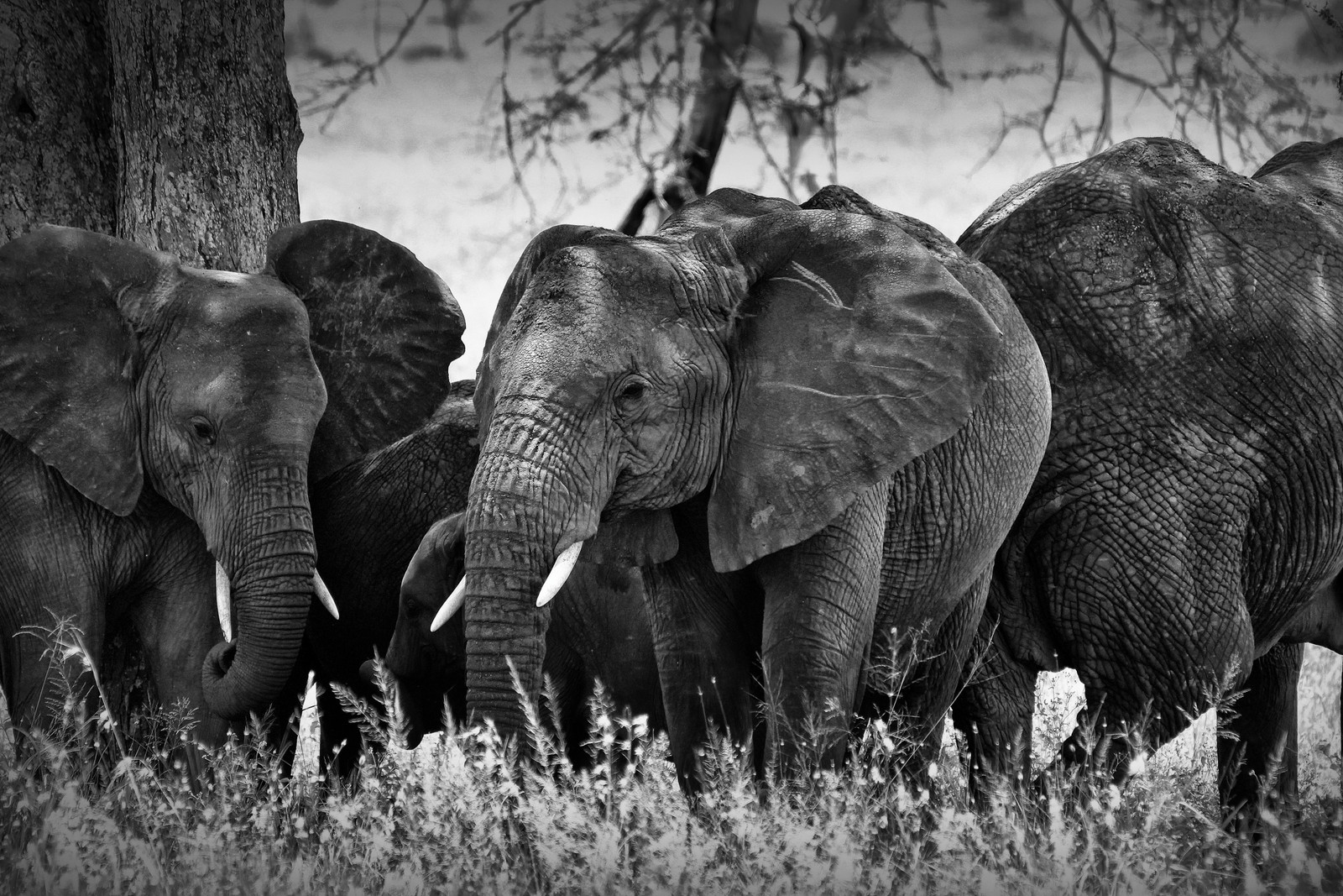 Tarangire National Park