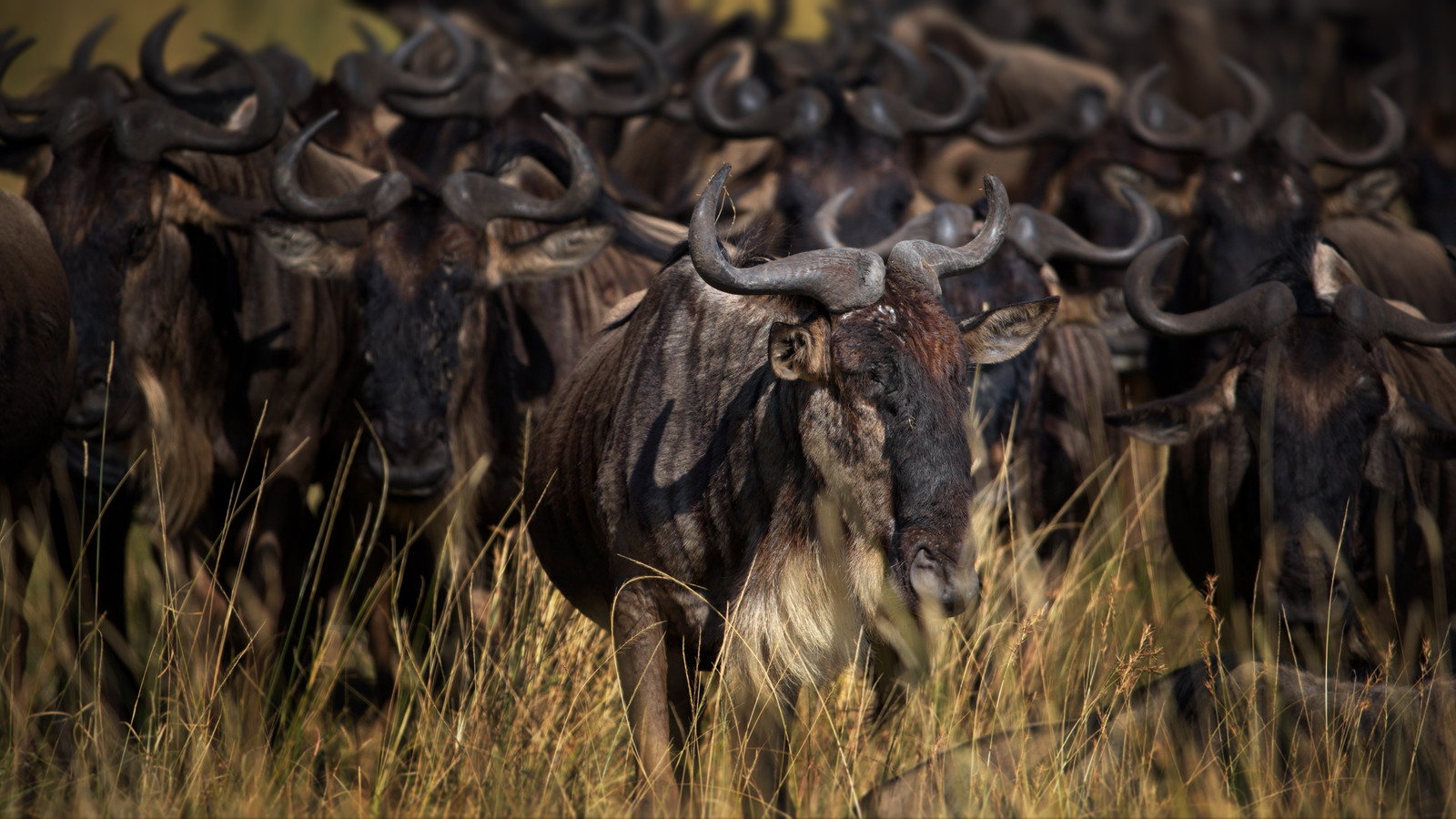 Ngorongoro Crater
