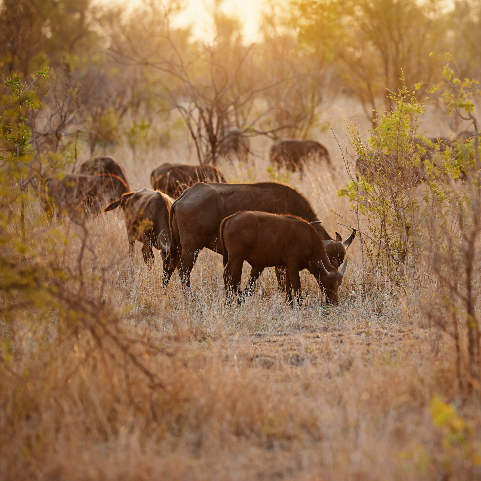 Serengeti National Park