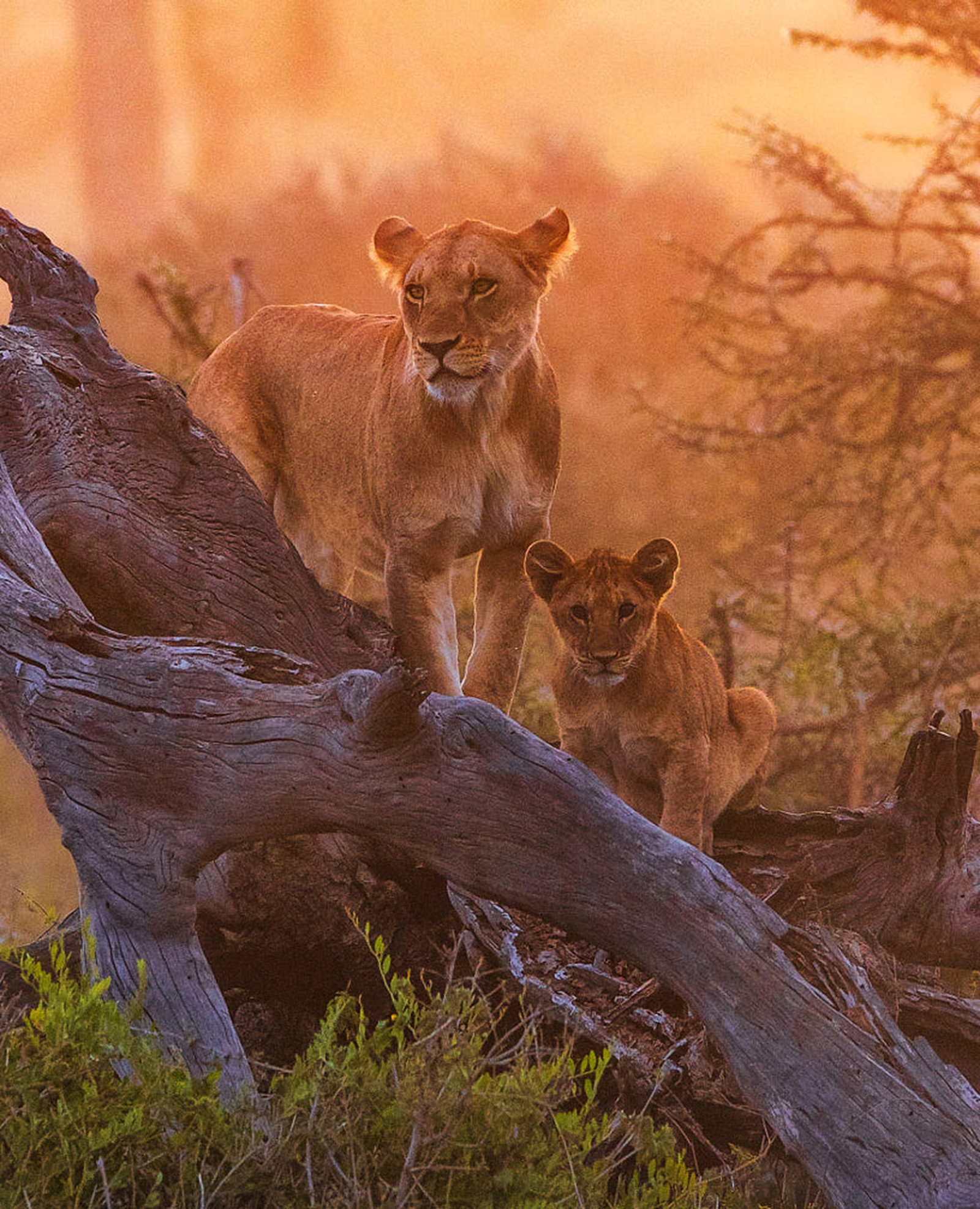 Classic Serengeti & Ngorongoro