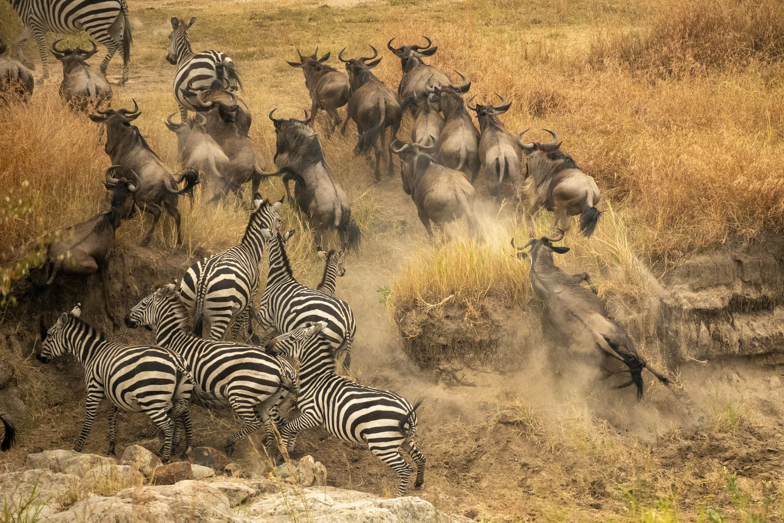 Great Migration Safari